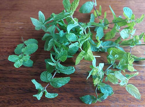 ut These Plants In Your Pillow To Relieve A Sinus Headache- peppermint