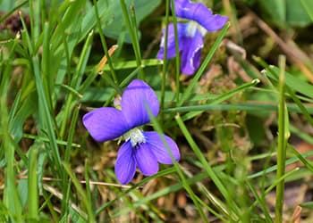 The Medicinal Benefits of Your State Flower- Common Blue Violet