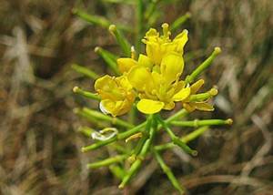 Tumble Mustard