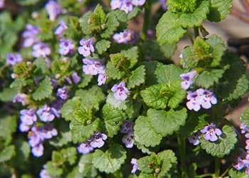 10 Beneficial Plants The Government Doesn’t Allow You To Grow- Creeping Charlie