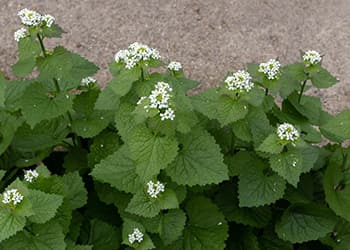 10 Beneficial Plants The Government Doesn’t Allow You To Grow- Garlic Mustard