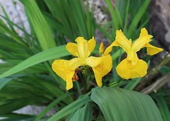 10 Beneficial Plants The Government Doesn’t Allow You To Grow- Yellow Iris