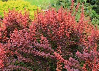 10 Beneficial Plants The Government Doesn’t Allow You To Grow- berberis