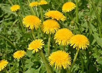 10 Herbs for Colon Cleanse- Dandelion