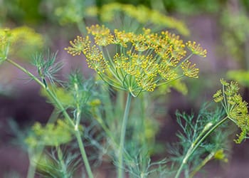 10 Herbs for Colon Cleanse- Fennel