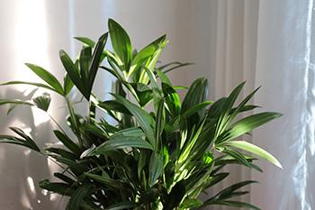 11 Plants That Purify the Air Inside Your Home - Bamboo Palm