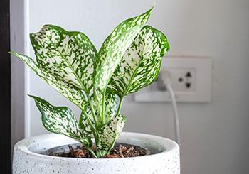 11 Plants That Purify the Air Inside Your Home - Chinese Evergreeen