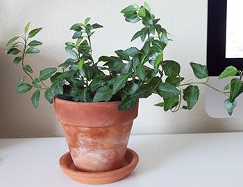 11 Plants That Purify the Air Inside Your Home - English Ivy