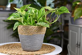 11 Plants That Purify the Air Inside Your Home - Golden Pothos