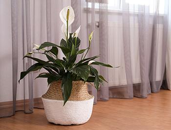 11 Plants That Purify the Air Inside Your Home - Peace lily