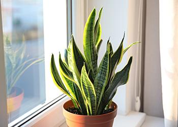 11 Plants That Purify the Air Inside Your Home - Snake Plant