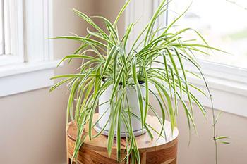 11 Plants That Purify the Air Inside Your Home - Spider Plant