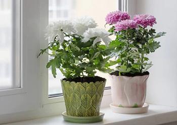 11 Plants That Purify the Air Inside Your Home - chrysanthemum