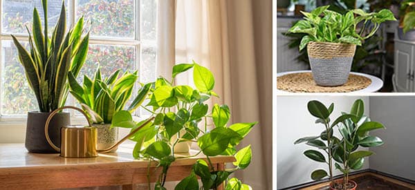 11 Plants That Purify the Air Inside Your Home