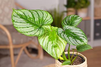 11 Plants That Purify the Air Inside Your Home - philodendron