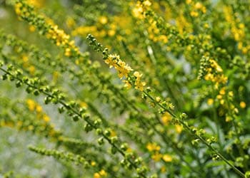 Agrimony- flowers