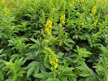 Agrimony- leaves