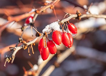 Foraging Calendar: What to Forage in January- Barberry