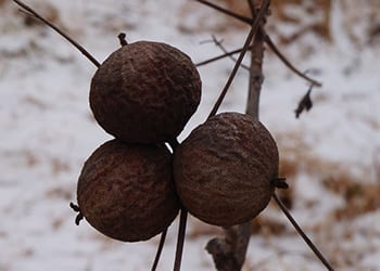 Foraging Calendar: What to Forage in January- black walnuts