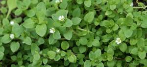 Chickweed- cover