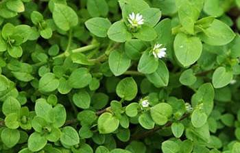 Chickweed- leaves and flowers