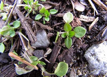 Foraging Calendar: What to Forage in January- chickweed