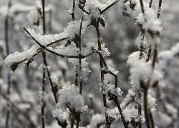 Foraging Calendar: What to Forage in January- chicory