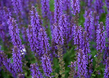 God’s Cures 10 Remedies from the Bible- Hyssop
