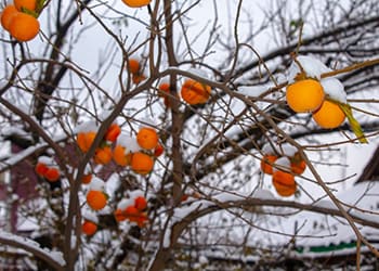 Foraging Calendar: What to Forage in January-Perismmon