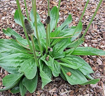 Plantain + Dandelion- Plantain (plantago lanceolata)