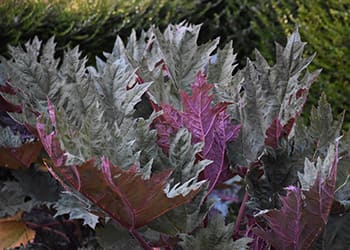 Foraging Calendar: What to Forage in January- Turkey Rhubarb