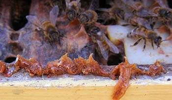 When and Why You Should Take Propolis- propolis in beehive