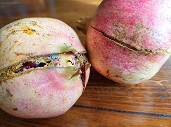 8 Surprising Ways to Use Pomegranate to Heal From Inside Out- split fruit