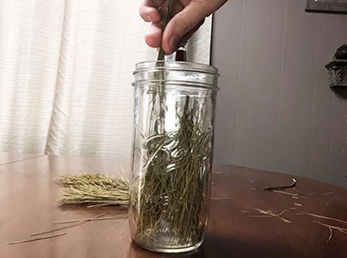 DYI Anti-Viral Pine Needle Tincture- place pine needles in mason jar