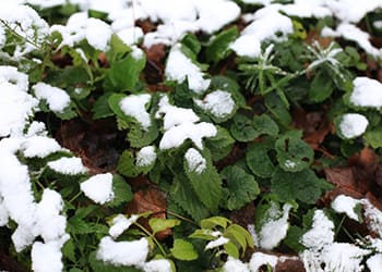 Foraging Calendar- What to Forage in February- Stinging Nettle