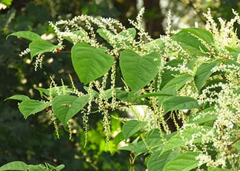Japanese Knotweed A Mighty Medicinal Herb- plant