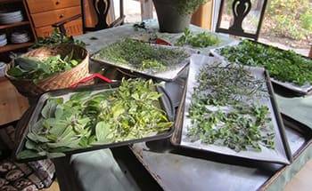 10 Mistakes You Could Be Making When Storing Herbs- dry herbs in oven
