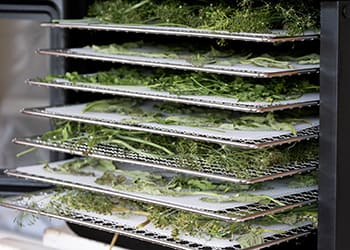 10 Mistakes You Could Be Making When Storing Herbs- food dehydrator