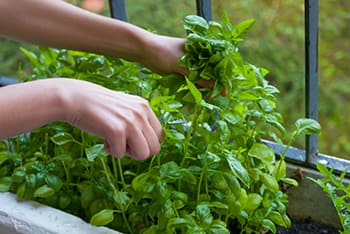 10 Mistakes You Could Be Making When Storing Herbs- grow organic herbs