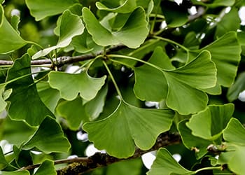 23 Plants for Alzheimer’s and Dementia- Gingko