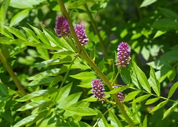 23 Plants for Alzheimer’s and Dementia- Licorice
