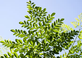 23 Plants for Alzheimer’s and Dementia- Moringa