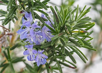 23 Plants for Alzheimer’s and Dementia- Rosemary