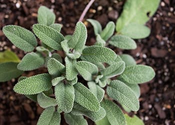 23 Plants for Alzheimer’s and Dementia- Sage
