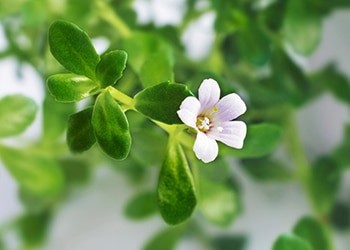 Foraging Calendar- What to Forage in February- Bacopa Monnieri