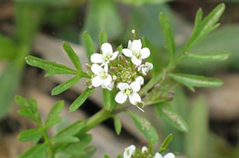 Foraging Calendar- What to Forage in February- Bittercress