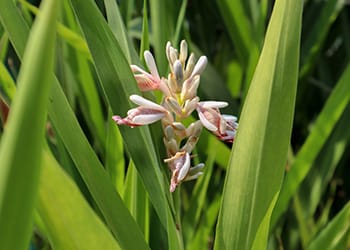 Foraging Calendar- What to Forage in February- Galanga