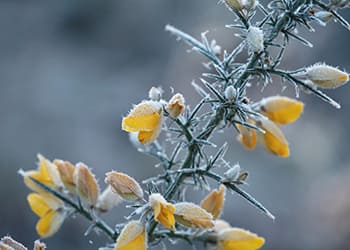 Foraging Calendar- What to Forage in February- Gorse