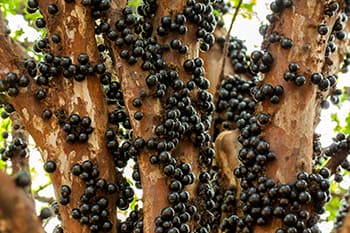 Foraging Calendar- What to Forage in February- Jaboticaba