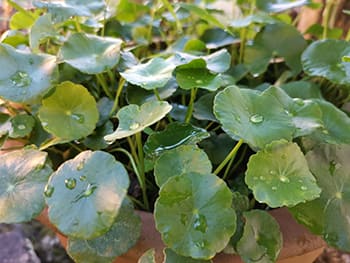 Foraging Calendar- What to Forage in February- Pennywort